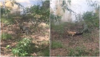 VIDEO: Co je malé, to je odvážné! Pejsek zahnal na&nbsp;útěk obrovského krokodýla