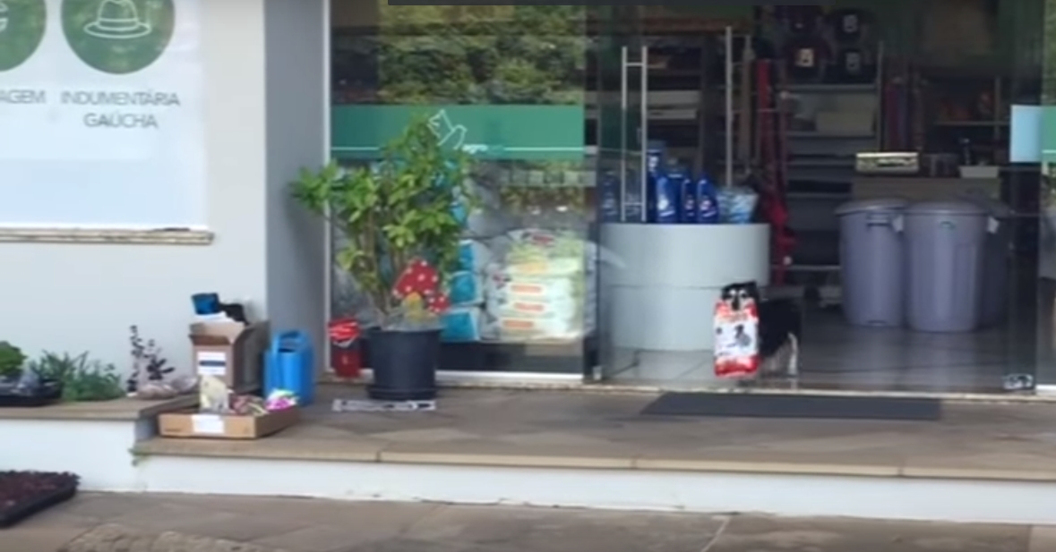 Tenhle chlupáč si umí poradit! Jídlo si chodí nakupovat sám. VIDEO