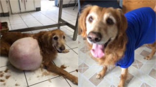 Chudáček malý! Retrívra našli opuštěného na&nbsp;pláži. Když k&nbsp;němu přišli blíž, nestačili se divit!