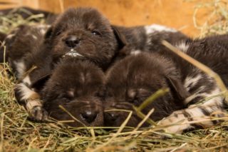 Nejsou rozkošná?! V&nbsp;ZOO Dvůr Králové se narodilo 11 štěňátek ohroženého psa hyenového