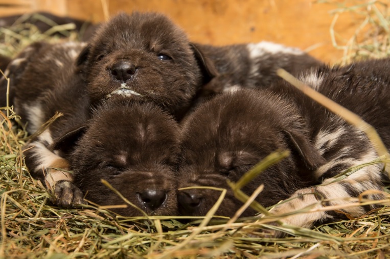 Nejsou rozkošná?! V&nbsp;ZOO Dvůr Králové se narodilo 11 štěňátek ohroženého psa hyenového