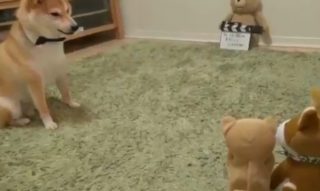 VIDEO: Já jsem ten pravý! Pejsek se vtipně hádá se svým plyšovým dvojníkem