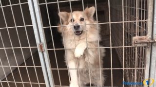 6.&nbsp;díl pořadu MAZLÍČCI Frekvence 1: Co bychom měli vědět, když si chceme vzít zvíře z&nbsp;útulku?