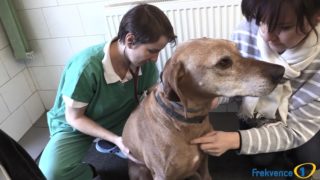 7.&nbsp;díl pořadu MAZLÍČCI Frekvence 1: Jak poznat, že pes nebo kočka marodí?