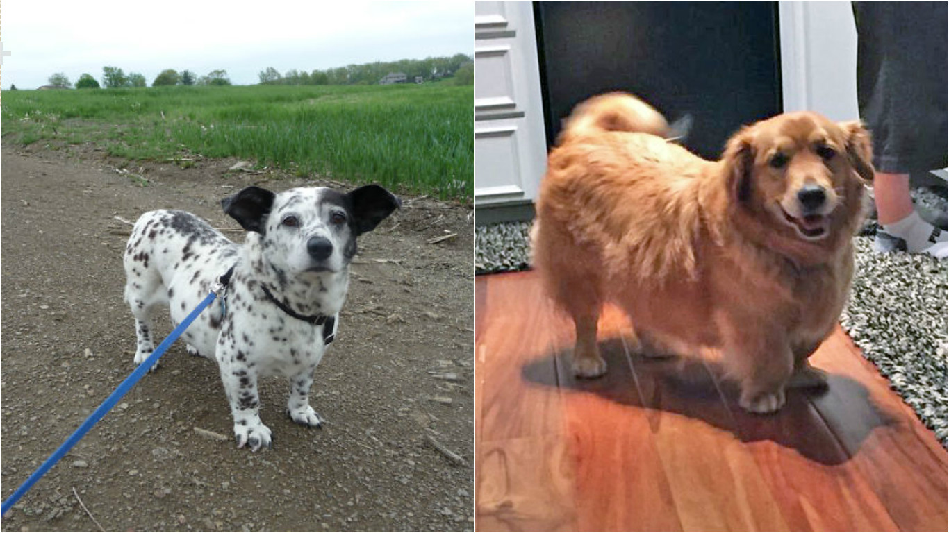 Jak to dopadne, když se zkříží dvě naprosto odlišná plemena psů? GALERIE