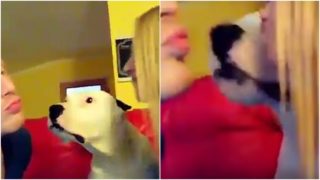 Haló, já jsem tady taky! Žárlivý chlupáč nenechá pár o&nbsp;samotě. VIDEO