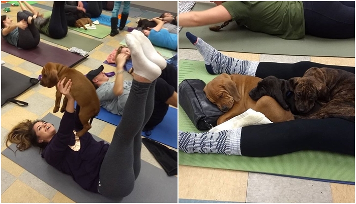 Nejroztomilejší cvičení na světě? Tady nabízí lekce pilates se štěňaty!