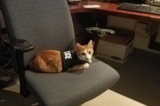 Pomáhat a mňoukat! Policejní stanice adoptovala kocoura Kapitána