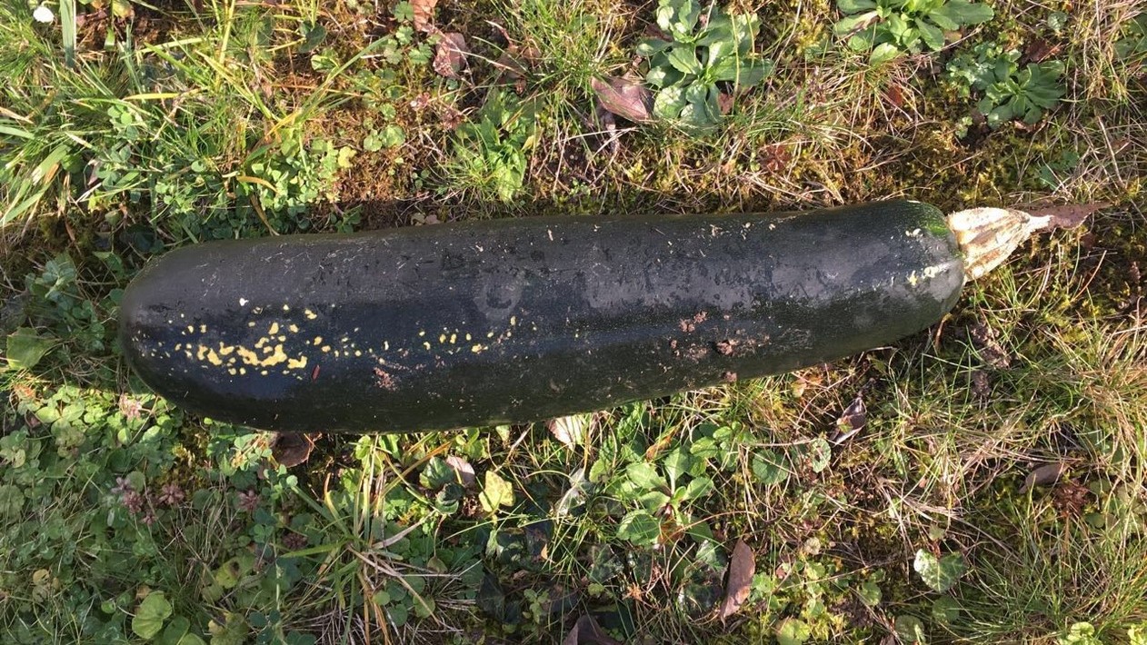 Důchodce přivolal policii kvůli nálezu bomby, byla to ale velká cuketa