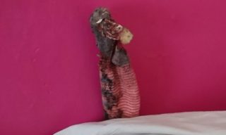 Bizarní nález: Rodina přivolala ochránce kvůli ještěrovi, byla to stará ponožka