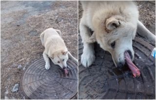 VIDEO: Hlavně nelízat zábradlí! Drsná zima zaskočila i&nbsp;tohohle chlupáče