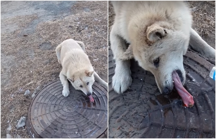 VIDEO: Hlavně nelízat zábradlí! Drsná zima zaskočila i&nbsp;tohohle chlupáče