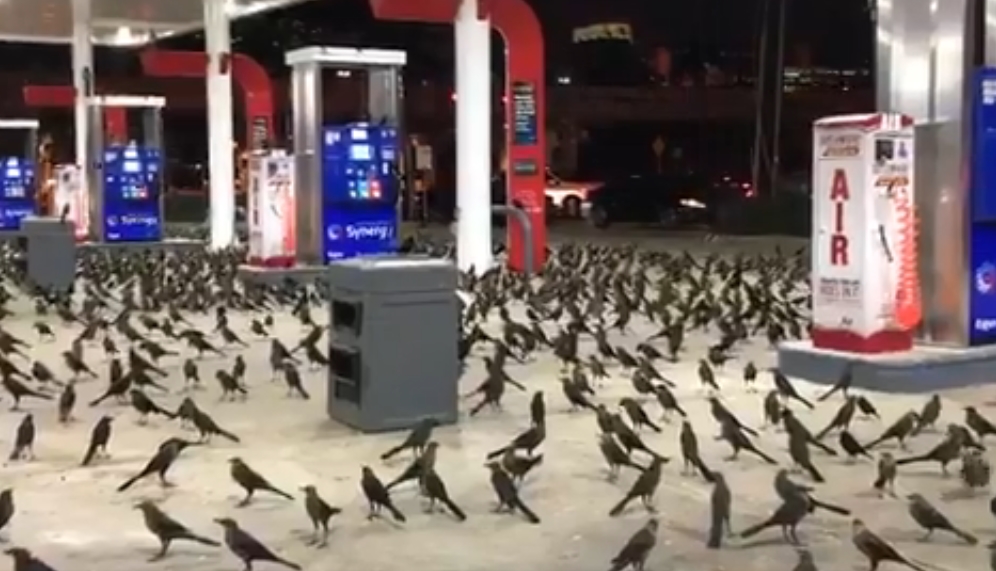 Hitchcockův sen? VIDEO z&nbsp;benzínky, kterou okupují ptáci, nahání hrůzu