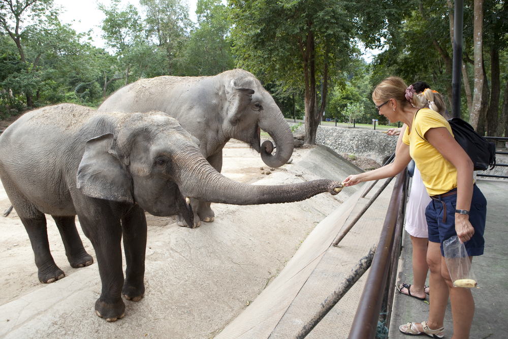 Nečekané dědictví. Bezdětná vdova odkáže půl MILIARDY zoologické zahradě