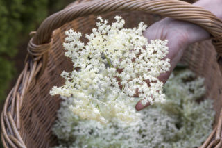 Nenechte si odkvést černý bez, má blahodárné účinky. Na&nbsp;co ho použít?
