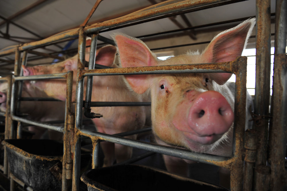 Africký mor prasat se na&nbsp;Zlínsku rozšířil mimo ohradníky