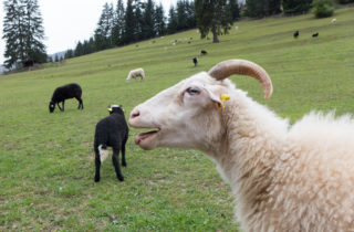 VIDEO: Napůl člověk, napůl zvíře. Vesničané věří, že jde o&nbsp;tvora posednutého ďáblem!