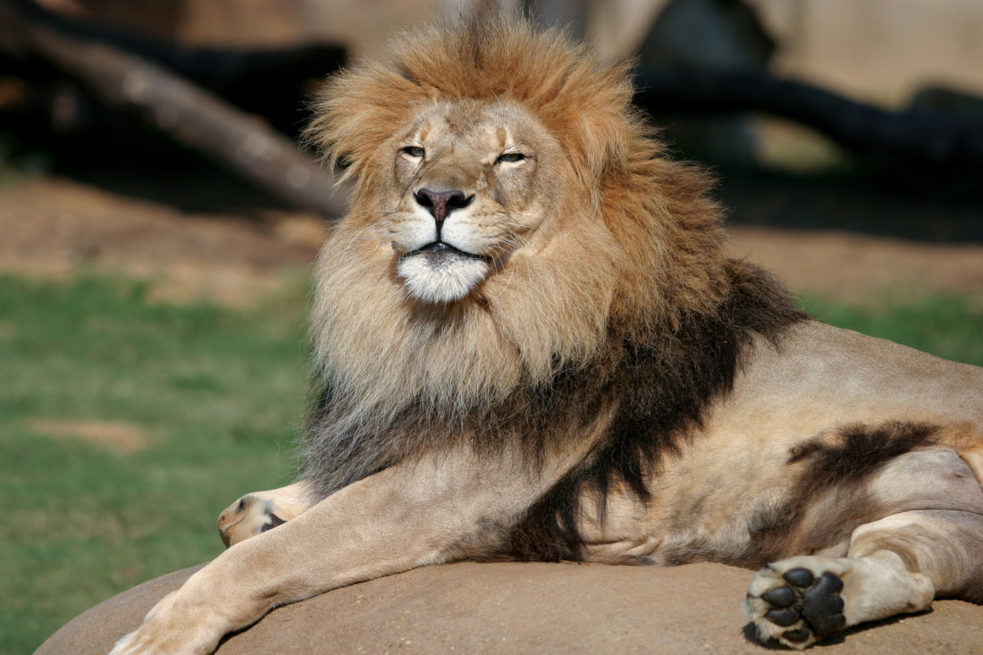 Do brněnské zoologické zahrady se po&nbsp;14 letech vrátí lvi