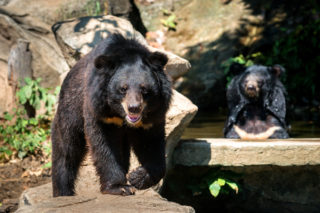 Hororová scéna v&nbsp;zoo. Před očima návštěvníků zabil ošetřovatele medvěd, podhrabal se pod ohradou