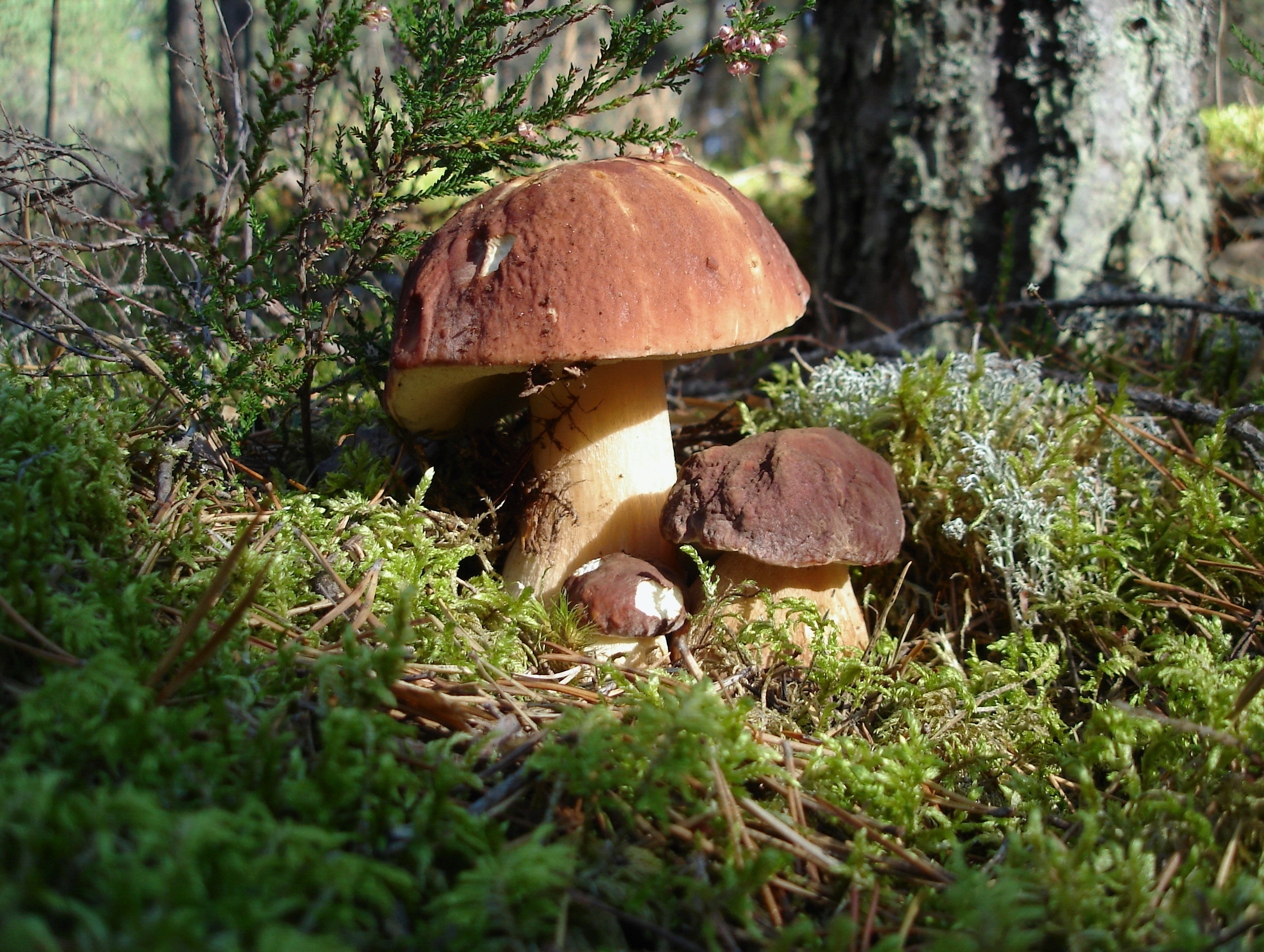 Léto s&nbsp;Frekvencí 1: Informace pro&nbsp;otužilce, kde rostou houby a&nbsp;kam vyrazit na&nbsp;výlet? Denně aktuální TIPY