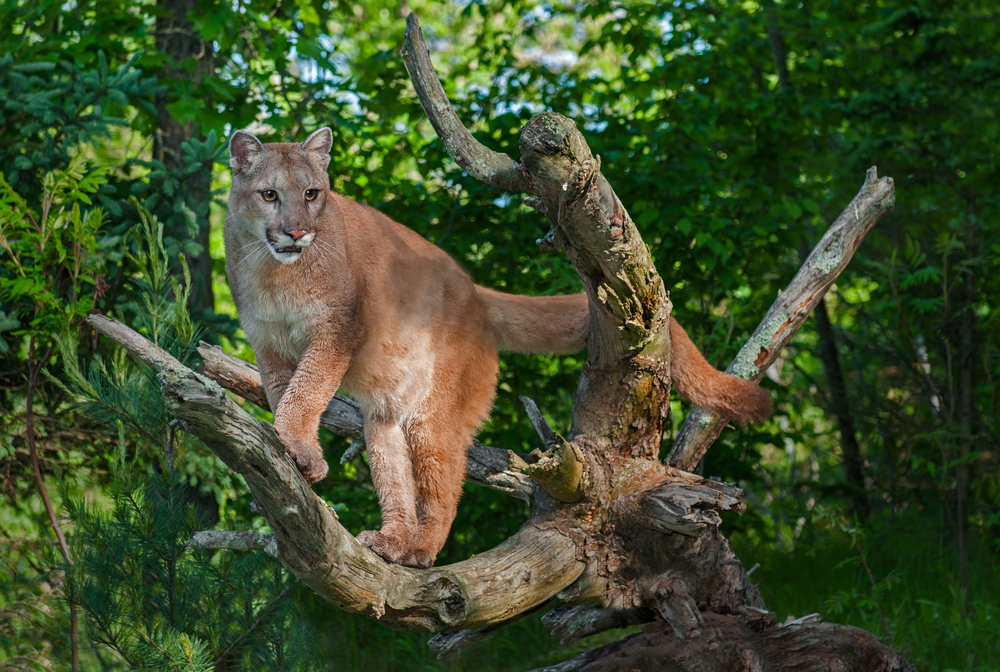 Ze zoo ve Zvoli uteklo mládě pumy, někdo poškodil klec. Našli ho na zahradě rodinného domu