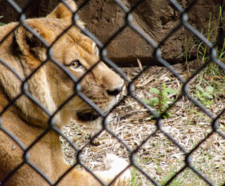 Muž chtěl lva v&nbsp;zoo vyfotit zblízka a&nbsp;strčil ruku s&nbsp;fotoaparátem do klece. Zvíře zaútočilo