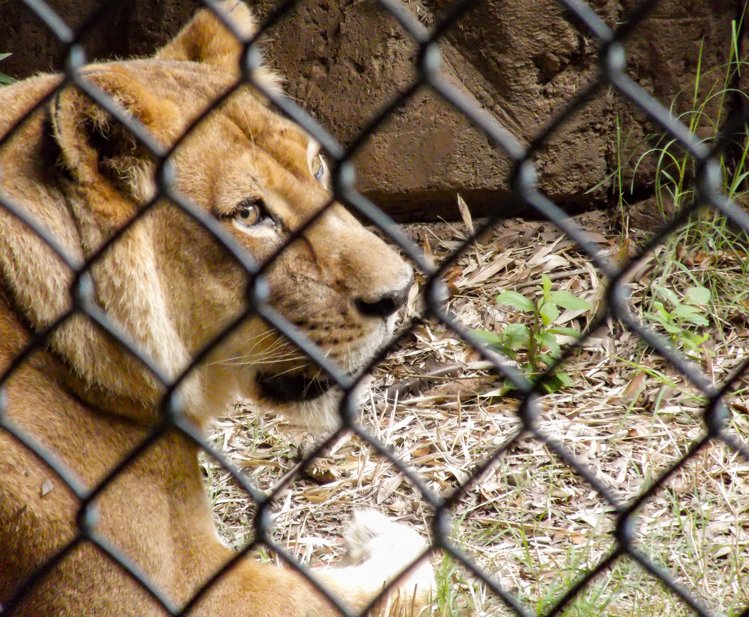 Muž chtěl lva v zoo vyfotit zblízka a strčil ruku s fotoaparátem do klece. Zvíře zaútočilo
