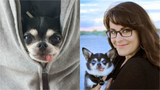 Fence v&nbsp;útulku dávali poslední den života. V&nbsp;náručí nové majitelky se stal zázrak