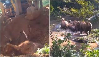 Vesničané zachránili zapadlé slůně. To, jak slonice reagovala, všechny šokovalo! VIDEO