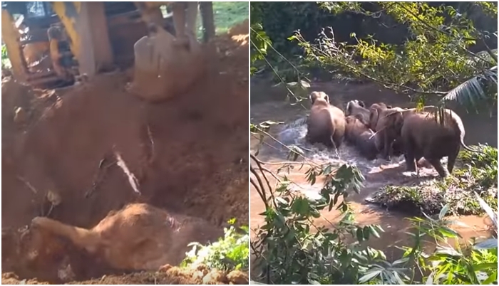 Vesničané zachránili zapadlé slůně. To, jak slonice reagovala, všechny šokovalo! VIDEO