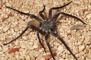 Nic pro&nbsp;arachnofobiky: Vědci našli unikátního obřího pavouka, do dlaně by se vám nevešel
