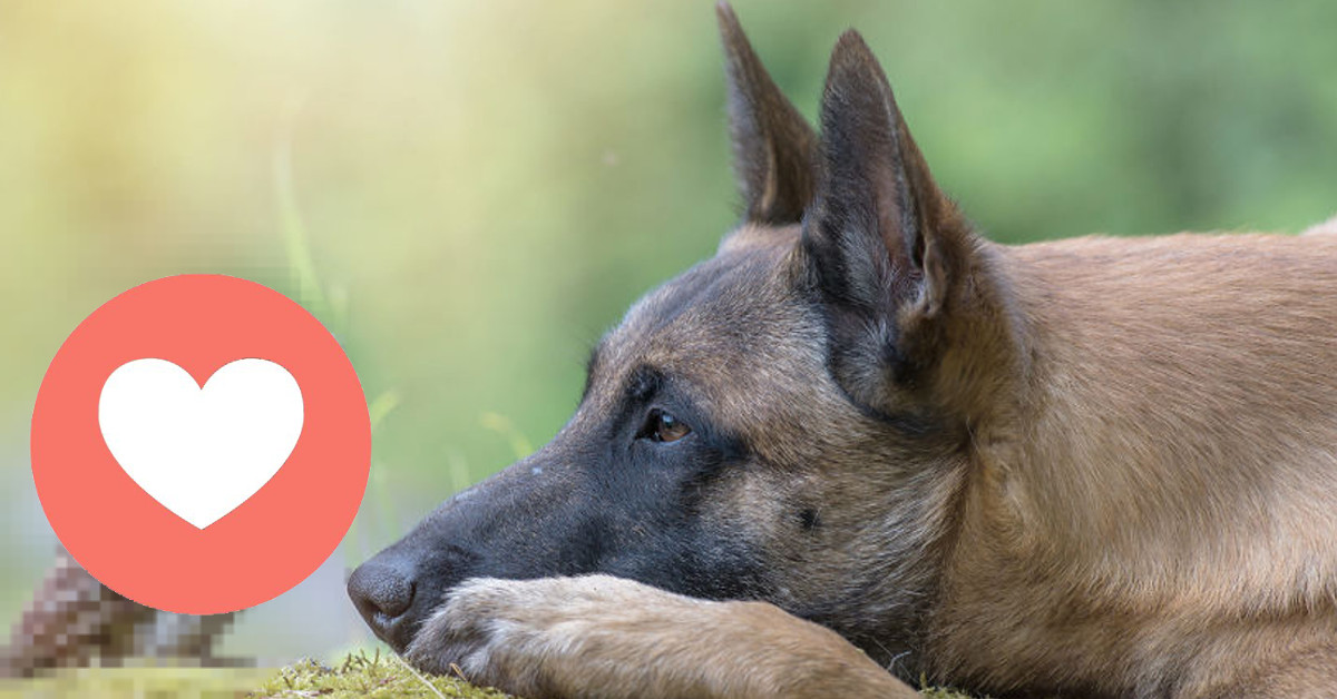 Pejsek si našel neobvyklého kamaráda! Neuvěříte, jaké zvířátko si získalo jeho srdce