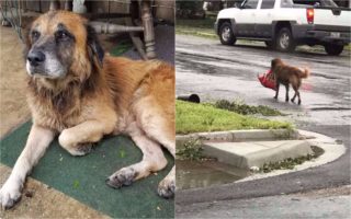 Příběh německého ovčáka dojal tisíce lidí. Popadl granule a&nbsp;evakuoval se před záplavami