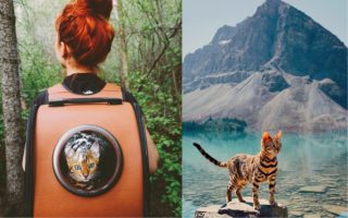 GALERIE: Malé tlapky zažívají velké dobrodružství! Kočka, která procestovala svět