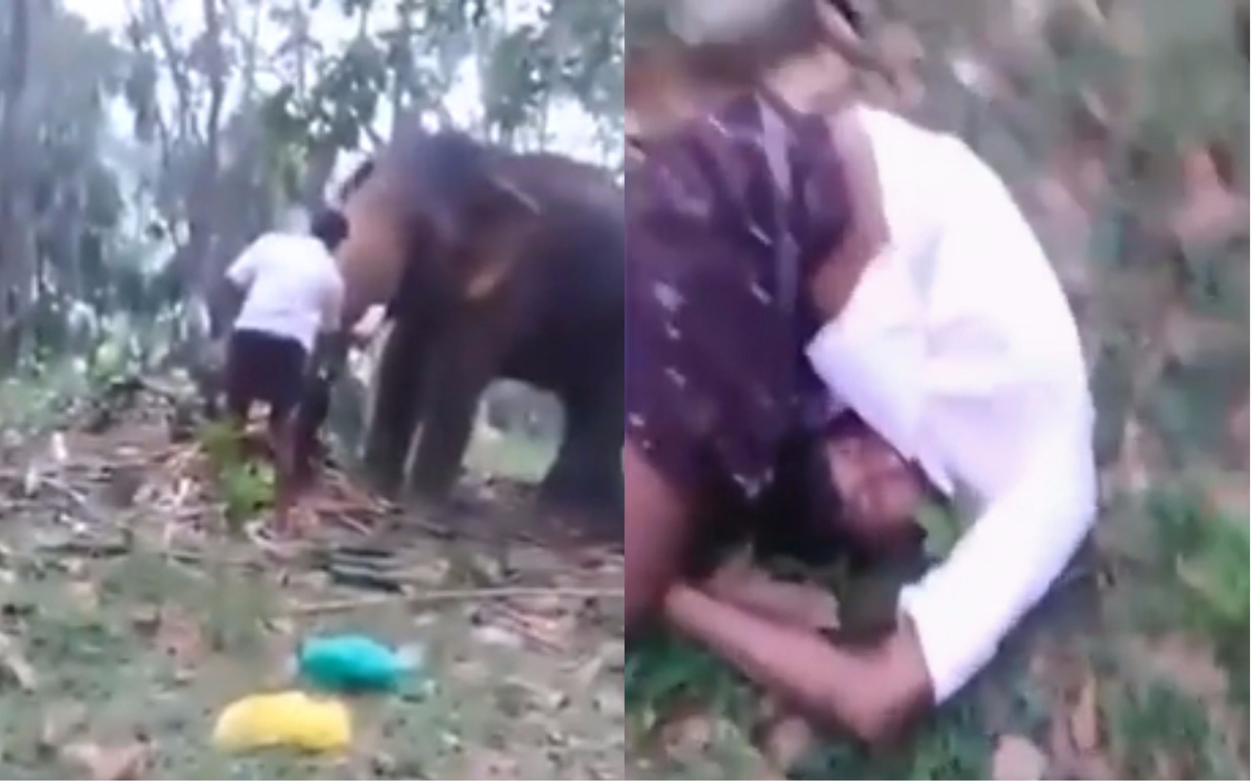 VIDEO: Nedráždi slona bosou nohou! Muž provokoval zvíře, tvrdě na&nbsp;to doplatil