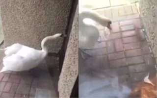 VIDEO: Já už nemám nic k&nbsp;jídlu, nech mě vyspat! Mladík je z&nbsp;dotěrné labutě zoufalý