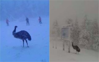 Po zasněžené sjezdovce na&nbsp;Klínovci pobíhal pštros. Nikdo neví, kde se tam vzal