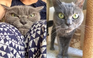 GALERIE: Seznamte se s&nbsp;kočkou, která se nikdy nevyspí do růžova. Ten výraz mluví za vše