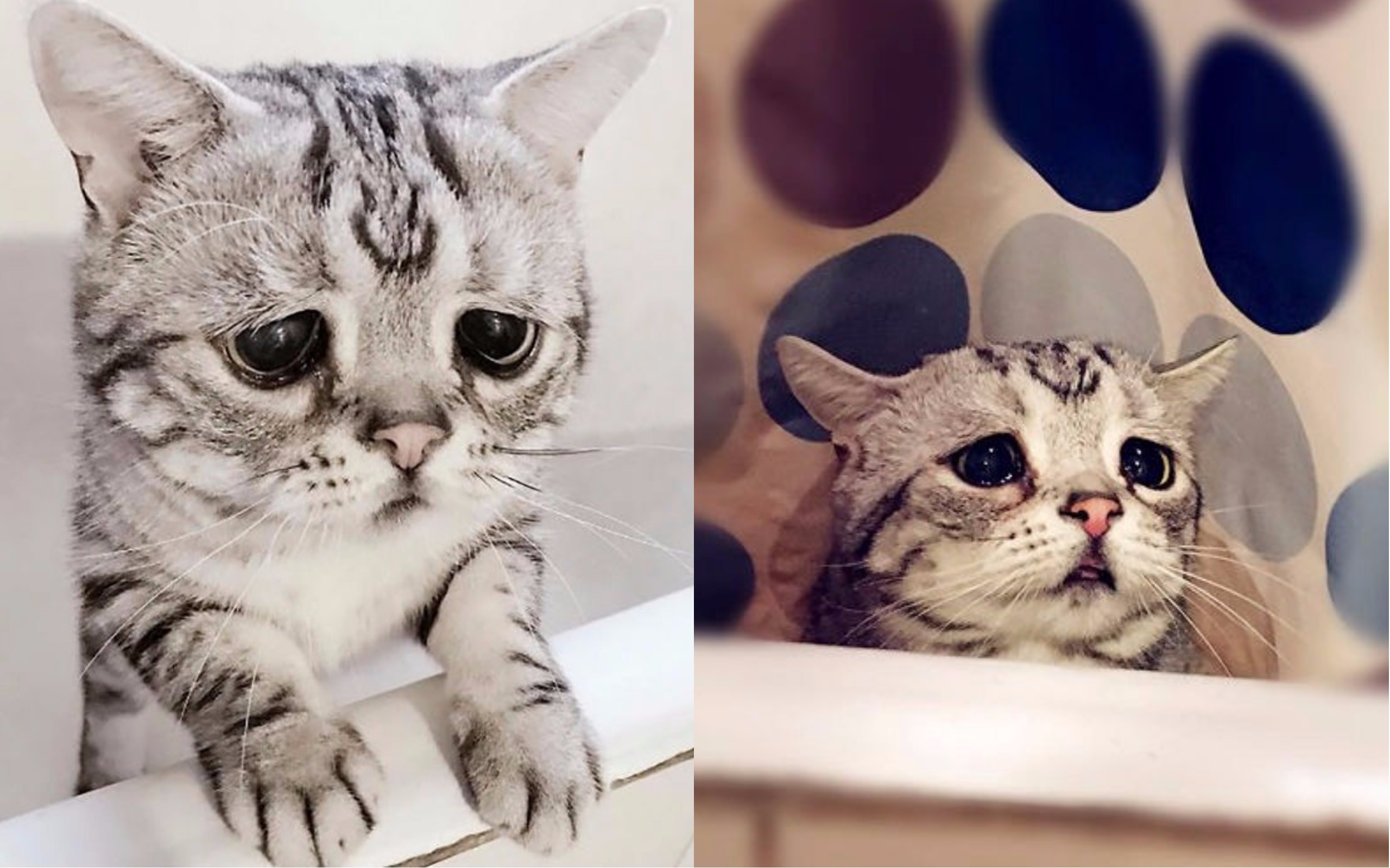 GALERIE: Nejsmutnější kotě na&nbsp;světě? Existuje! A&nbsp;je k&nbsp;zulíbání