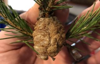 Máte doma živý stromek? Pokud na&nbsp;něm naleznete tohle, hned ho vyhoďte!