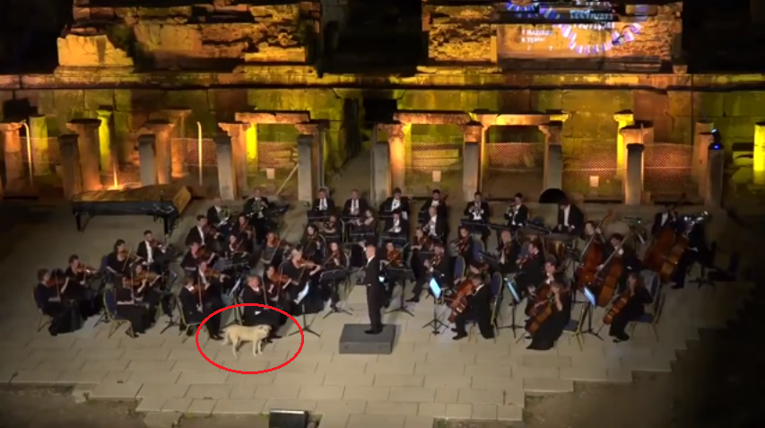 Zvědavý pes narušil koncert filharmonie. Reakce diváků vás dostane! VIDEO