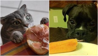 Ale, ale, copak to tu máme? Přehlídka těch největších zvířecích loudilů. GALERIE