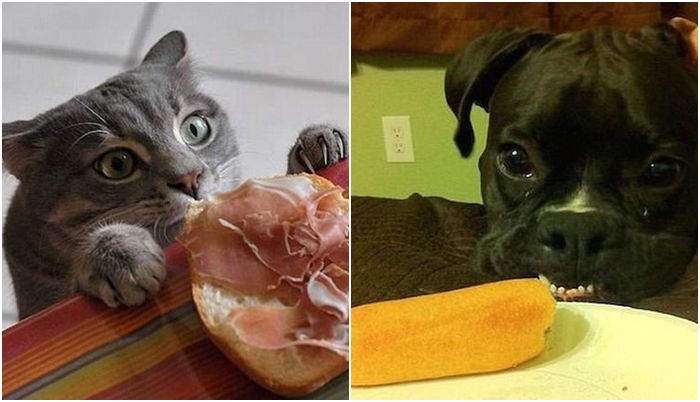 Ale, ale, copak to tu máme? Přehlídka těch největších zvířecích loudilů. GALERIE