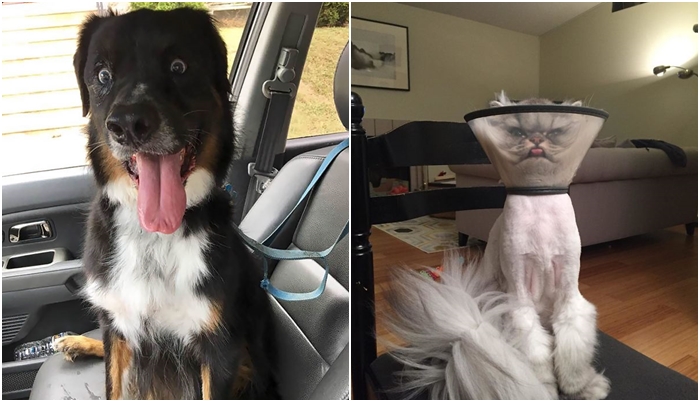 Už mi bylo i&nbsp;líp! GALERIE chlupáčů, kterým návštěva u&nbsp;veterináře (ne)prospěla