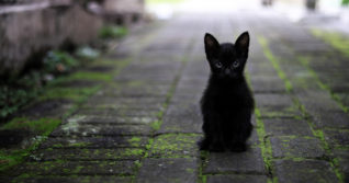 Horké černé kočičky