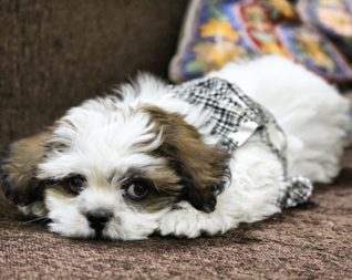 lhasa apso