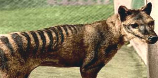 Tasmánský tygr