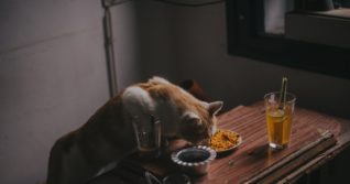 Jídlo pro lidi kočkám moc neprospívá