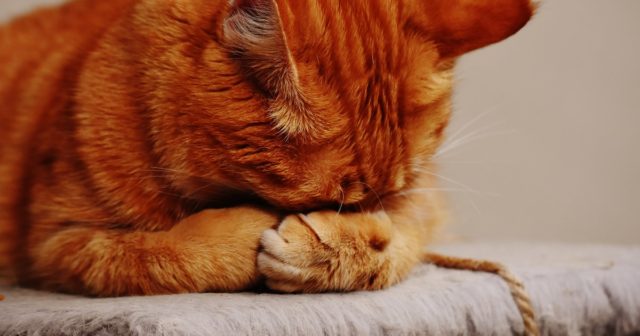 Toxoplazmóza je patrně jedno z nejhorších onemocnění, které můžete od kočky dostat